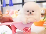 Korea Mensei Teacup Ayıcık Surat Mini Boy