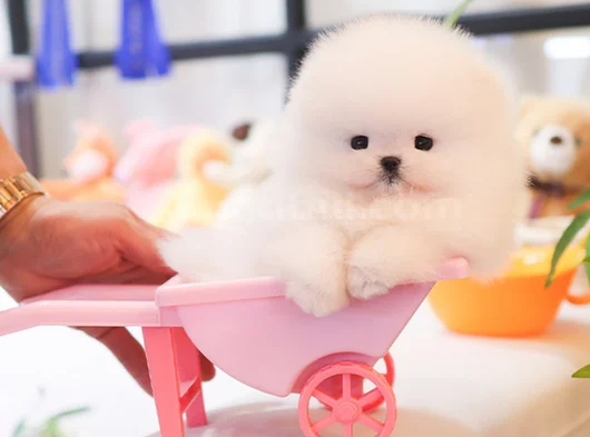 Korea Mensei Teacup Ayıcık Surat Mini Boy görsel