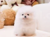 Korea Mensei Teacup Ayıcık Surat Mini Boy