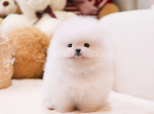 Korea Mensei Teacup Ayıcık Surat Mini Boy görsel