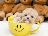 Güzeller güzeli maltipoo