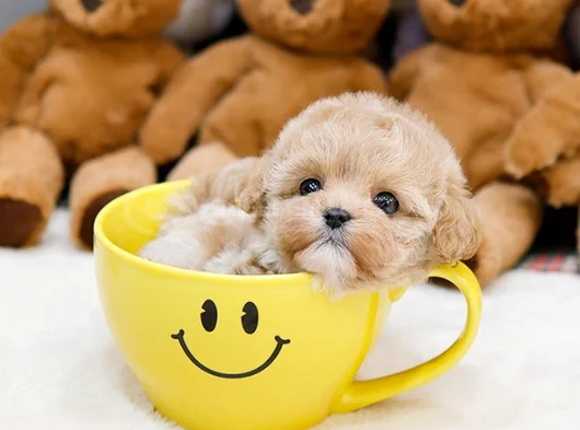 Güzeller güzeli maltipoo