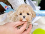 Güzeller Güzeli Maltipoo