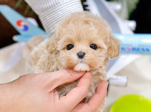 Güzeller Güzeli Maltipoo görsel