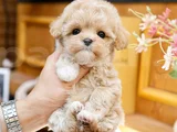 Güzeller Güzeli Maltipoo
