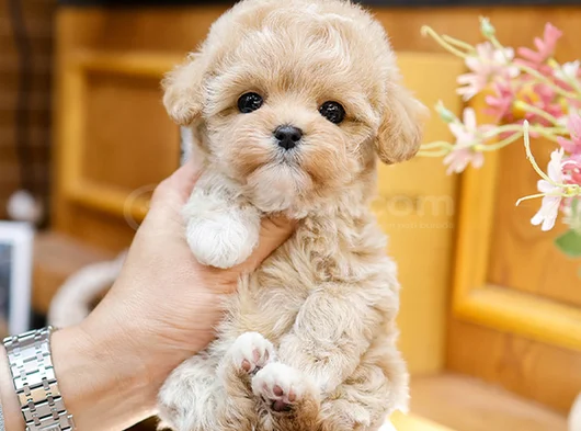 Güzeller Güzeli Maltipoo görsel