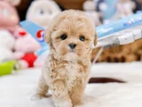 Güzeller Güzeli Maltipoo