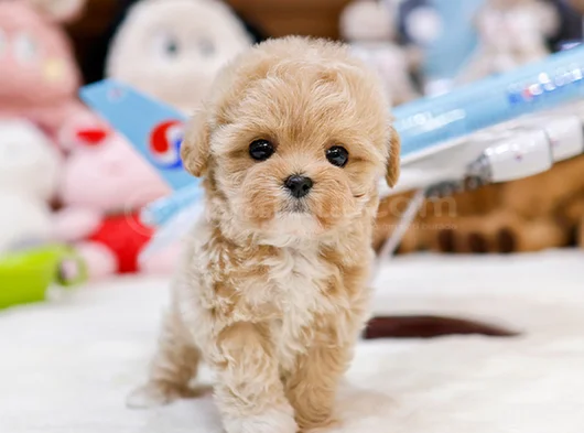 Güzeller Güzeli Maltipoo görsel
