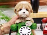 Kore teacup maltipoo
