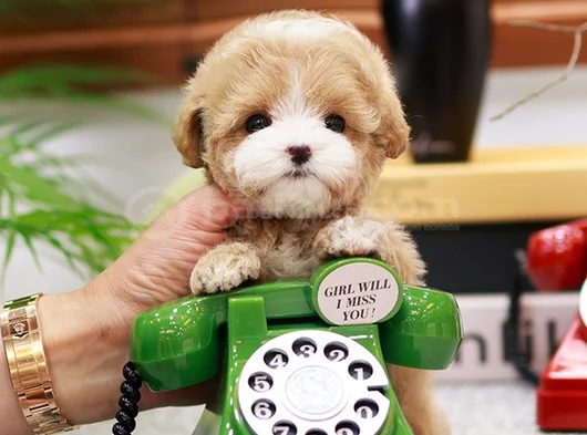 Kore Teacup Maltipoo