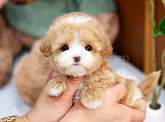 Kore Teacup Maltipoo görsel