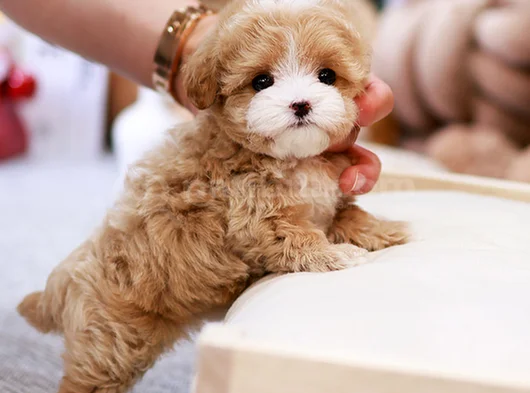 Kore Teacup Maltipoo görsel