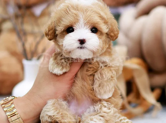 Kore Teacup Maltipoo görsel