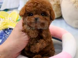 Teddy Surat Orjinal Irk Toypoodle