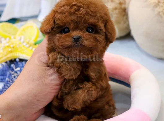 Teddy Surat Orjinal Irk Toypoodle görsel