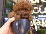 Teddy Surat orjinal Irk Toypoodle