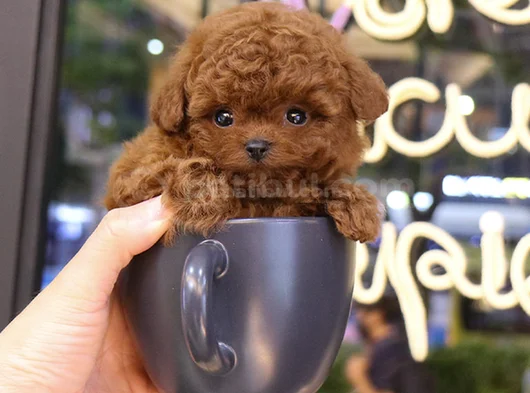 Teddy Surat Orjinal Irk Toypoodle