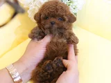 Teddy Surat Orjinal Irk Toypoodle