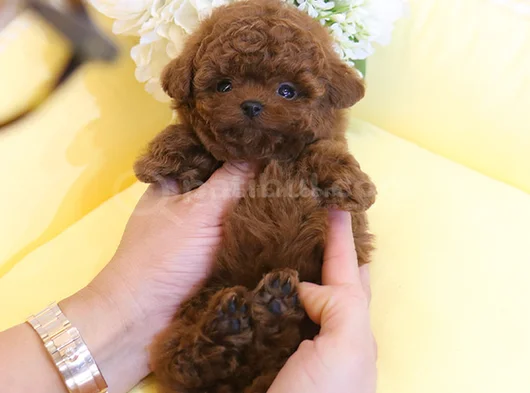 Teddy Surat Orjinal Irk Toypoodle görsel