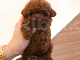 Teddy Surat Orjinal Irk Toypoodle
