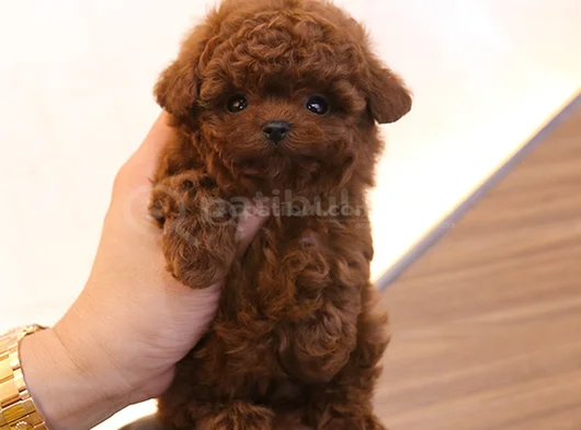 Teddy Surat Orjinal Irk Toypoodle görsel
