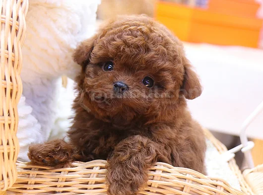 Teddy Surat Orjinal Irk Toypoodle görsel