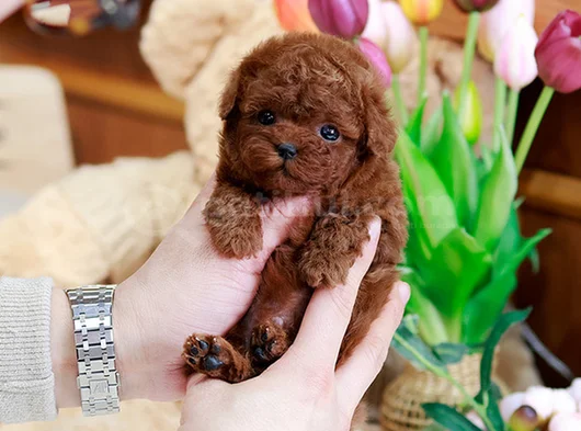Eşi Benzeri Olmayan Dark Brown Yavrular görsel