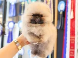Biblo Gibi Pomeranian Boo