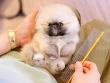 Biblo Gibi Pomeranian Boo