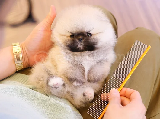 Biblo Gibi Pomeranian Boo görsel