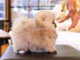 Biblo Gibi Pomeranian Boo