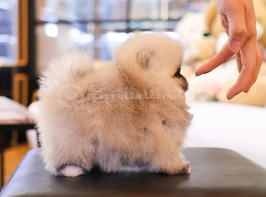 Biblo Gibi Pomeranian Boo görsel