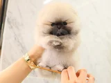 Biblo Gibi Pomeranian Boo
