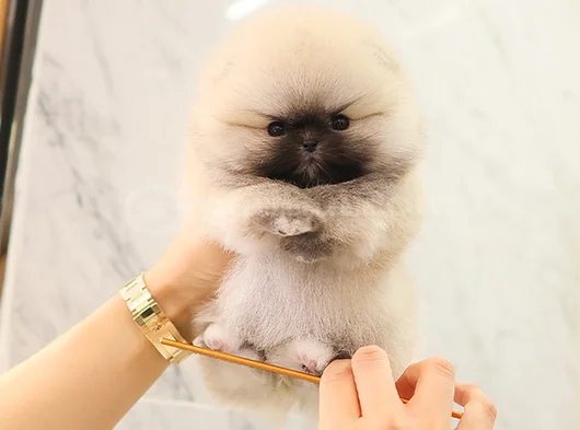 Biblo Gibi Pomeranian Boo görsel