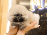 Biblo gibi pomeranian Boo