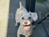 Kore Maltipoo Cins 9 Aylık Dişi