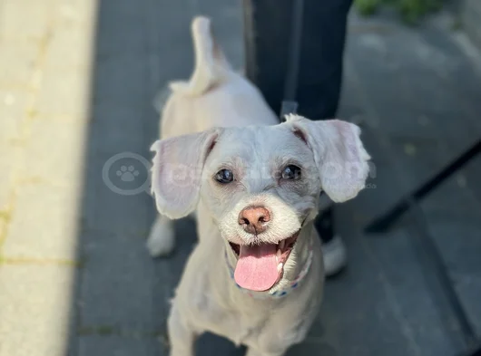 Kore Maltipoo Cins 9 Aylık Dişi görsel