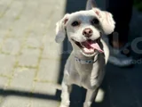 Kore Maltipoo Cins 9 Aylık Dişi
