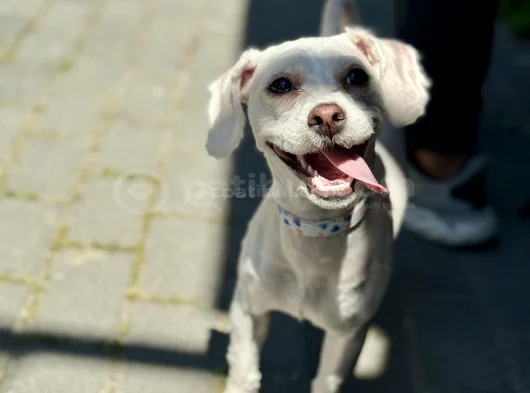 Kore Maltipoo Cins 9 Aylık Dişi görsel