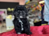 Si̇yah İnci̇ Toy Poodle Bebekler