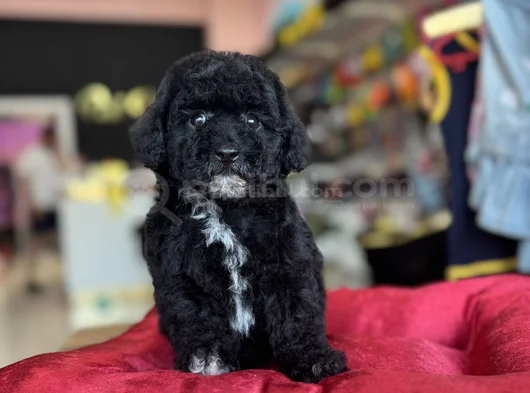 Si̇yah İnci̇ Toy Poodle Bebekler görsel