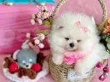 Dişi pom boo