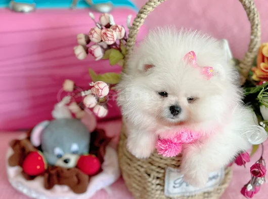 Dişi Pom Boo