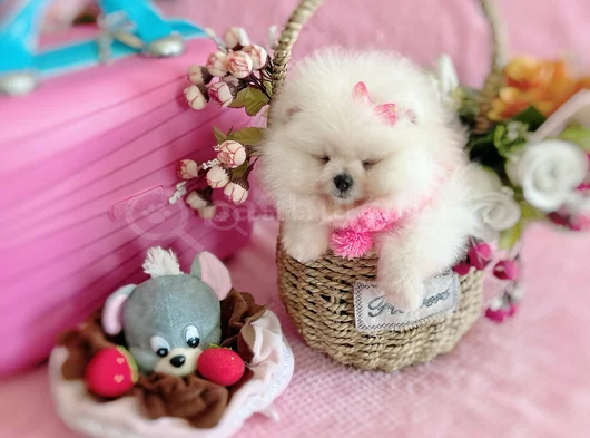 Dişi Pom Boo görsel