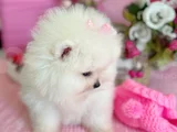 Dişi Pom Boo