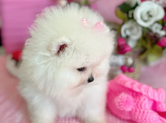Dişi Pom Boo görsel