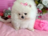 Dişi Pom Boo