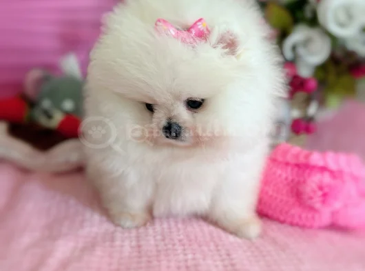 Dişi Pom Boo görsel