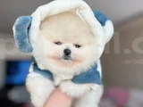 Mi̇ni̇ Boy Pomerani̇an Boo