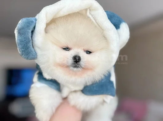Mi̇ni̇ Boy Pomerani̇an Boo görsel